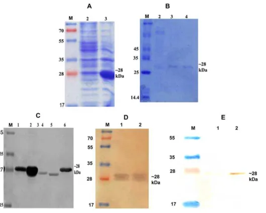 Figure 1. Cloning, expression and purification LdTPI. Expression of LdTPI in prokaryotic cells, whole cell lysate (WCL) of pET 28a+LdTPI transformed E