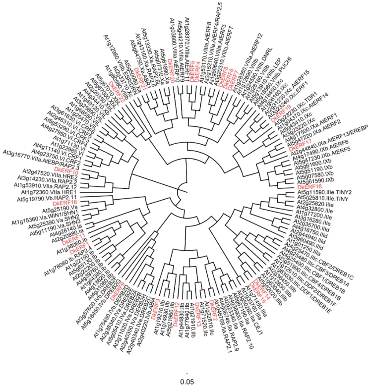 Figure 1. Phylogenetic tree of ethylene response factors. Persimmon DkERFs are highlighted in red