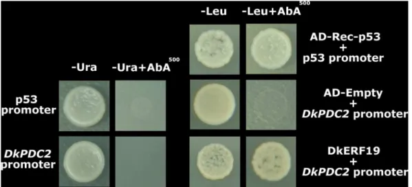Figure 8. High concentration CO 2 (95%) affects in vivo interaction of DkERF and the DkADH1 promoter