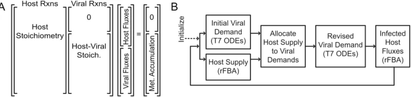 Figure 1B and Methods). The T7 ODEs required one ‘production only’ reaction rate equation for each of the 123 phage reactions that consume the host metabolites that were added to the host FBA; the net concentration change rate for each molecular species in