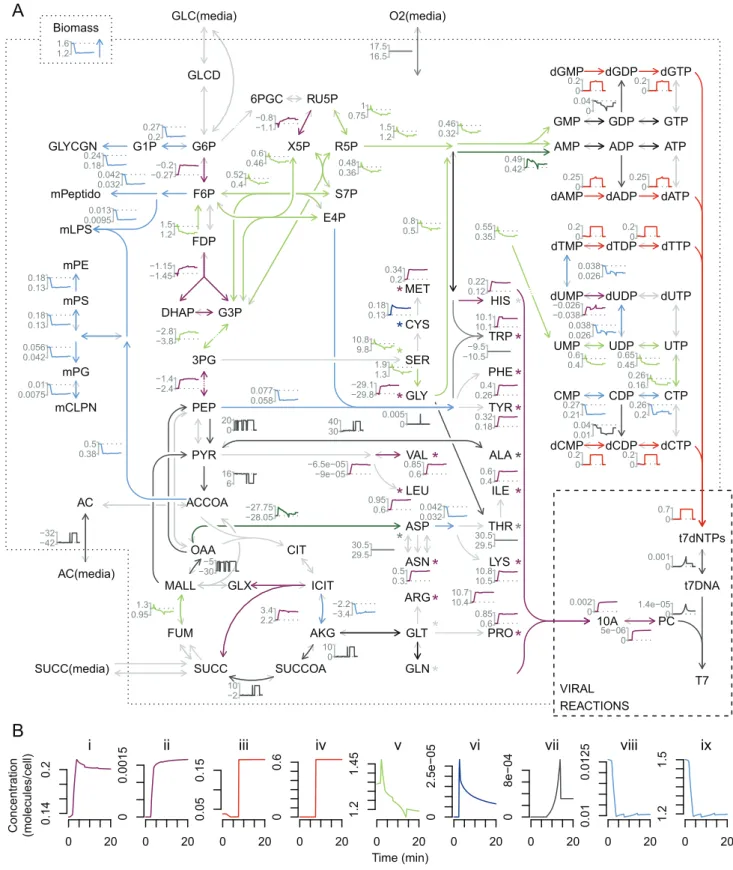 Figure 4. Infected host fluxes on tryptone media. (A) Flux dynamics are displayed for a subset of the metabolic network map