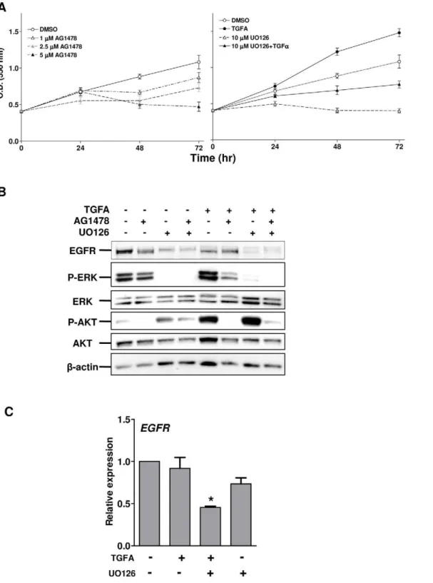 Figure 5. TGFA/EGFR signaling contributes to the proliferation of PTC cells. A. NIM-1 cells were exposed to solvent or to different drugs for up to 72 h in medium without FBS