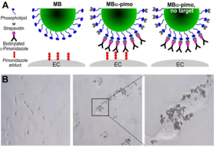 Fig 1. Pimonidazole targeting microbubbles. (A) A graphic representation of the microbubbles and conditions used