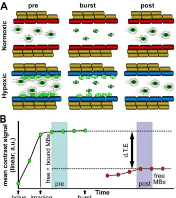 Fig 3. Schematic of anti-pimonidazole targeted-microbubbles (MB α -pimo) with ultrasound imaging for detection of vascular hypoxia
