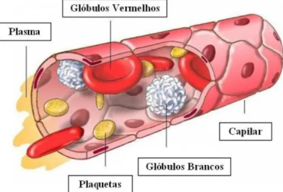 Figura 1 –Representação esquemática do sangue e seus constituintes. 