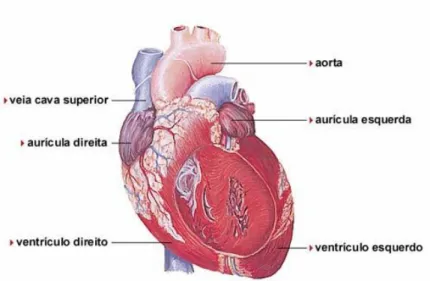 Figura 4 – Representação esquemática dos principais orifícios do coração. 