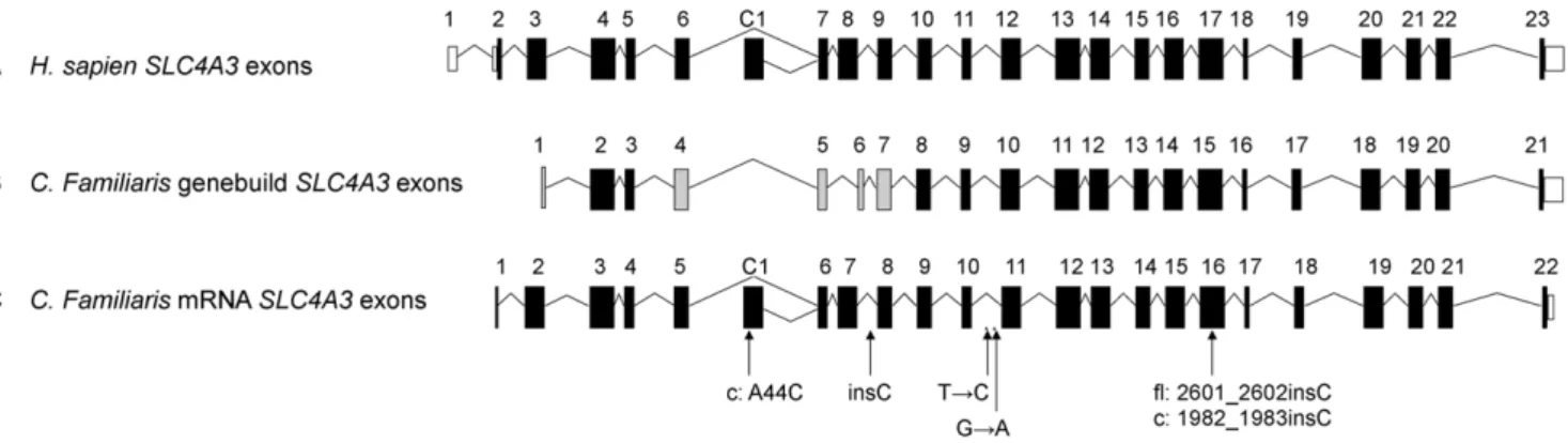 Figure 4. Graphical representation of the SLC4A3 protein. A) Both isoforms are made up of a transmembrane domain flanked on both sides by a cytoplasmic domain (represented by C*)