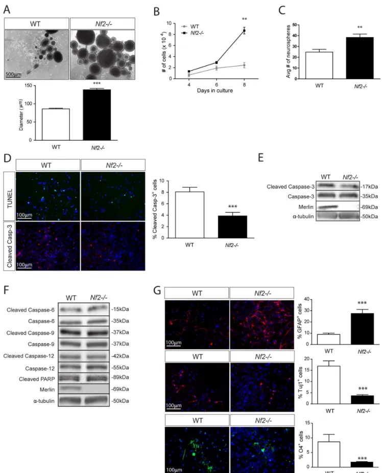 Figure 1. Merlin loss increases SC NPC growth, glial differentiation and cell survival