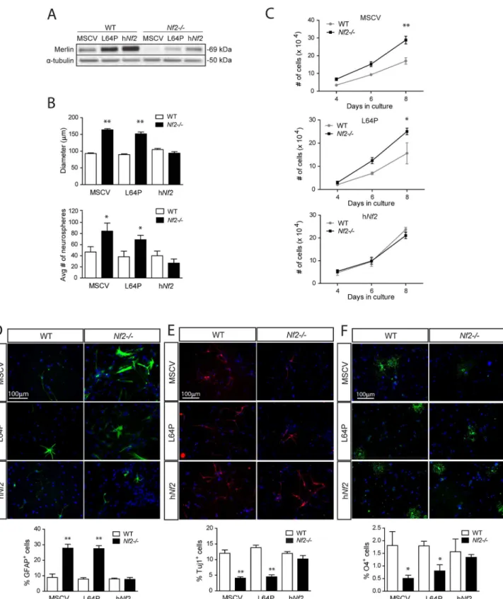Figure 2. Wild-type, but not mutant, merlin re-expression restores SC NPC properties to WT levels