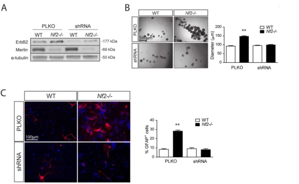 Figure 5. Increased Nf2 -deficient SC NPC growth and glial differentiation is reversed by genetic ErbB2 silencing
