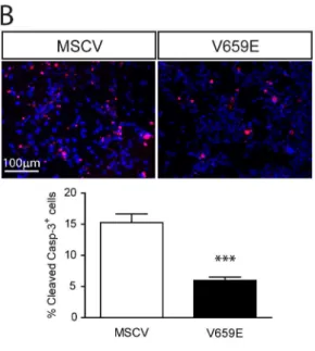 Figure 6. Expression of an activated ErbB2 molecule mimics Nf2 loss in SC NPCs. (A) Constitutively-activated ErbB2 (V659E) expression increases SC NPC neurosphere diameters (1.4-fold) (p = 0.0021; two-tailed Mann-Whitney U-test), (B) decreases NPC apoptosi