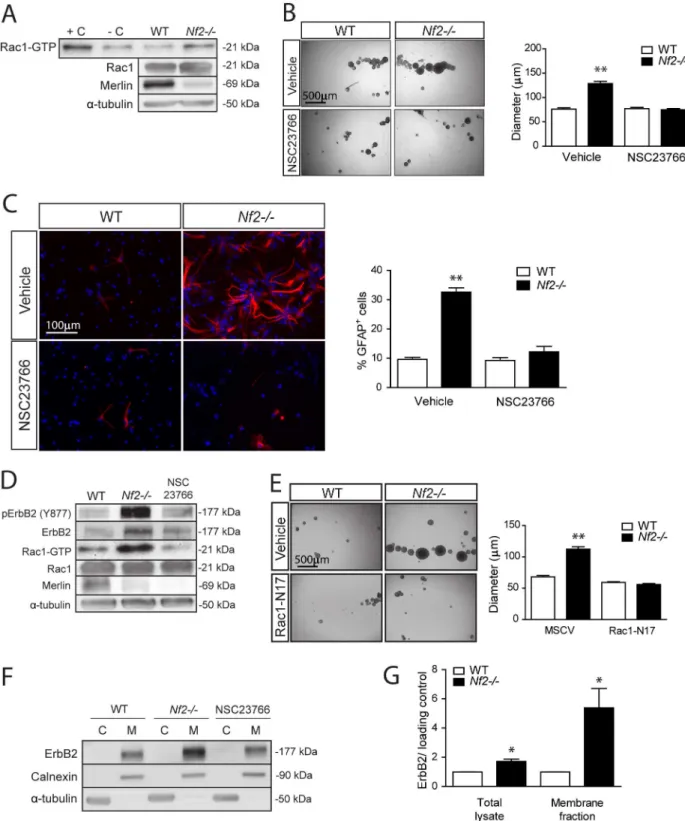 Figure 7. Merlin negatively regulates SC NPC growth and glial differentiation in a Rac1- and ErbB2-dependent manner