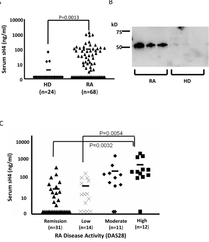 Figure 1. Detection of sH4 in sera from RA patients. (A) The concentration of the sH4 in HDs and in the patients diagnosed with RA