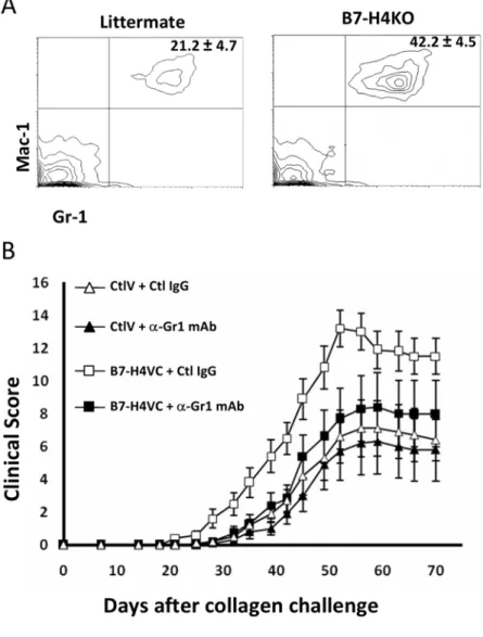Figure 4. Gr-1+ cells are required for sH4-mediated exacerbation of CIA. (A) Flow cytometry analysis of peripheral blood from the B7-H4KO or littermates on Day 2 after being immunized with collagen in CFA