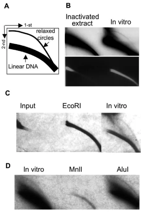 Figure 1. EccDNA formation in vitro . A) A scheme of two-dimensional gel electrophoresis (2D gel) showing the migration of linear double strand DNA and relaxed circles