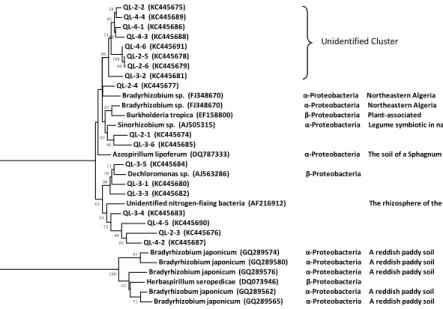 Fig. 4. Phylogeny analysis of nitrogen-fixing bacterial community in shrub soil.