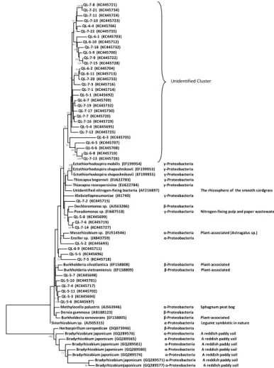 Fig. 5. Phylogeny analysis of nitrogen-fixing bacterial community in meadow soil.
