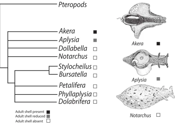 Figure 1 Phylogenetic tree depicting relationships of Anaspidea. Consensus phylogeny of sea hares (Anaspidea) compiled from Medina &amp; Walsh (2000) and Klussmann-Kolb &amp; Dinapoli (2006)