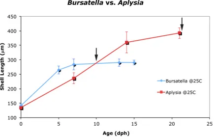 Figure 2 Larval and juvenile growth of Bursatella leachii and Aplysia californica in laboratory set- set-tings