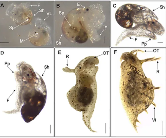 Figure 3 Metamorphic development of Bursatella leachii. Metamorphic competence of the veliger larvae (stage 6, A) correlates with many morphological characteristics (i.e., red spots, propodium, etc.).