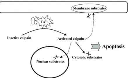 Fig 6: Calpain is activated by intracellular Ca 2+  overload. Once activated, calpain hydrolyses its  substrates in the cytosol, nucleus and membrane, resulting in apoptosis
