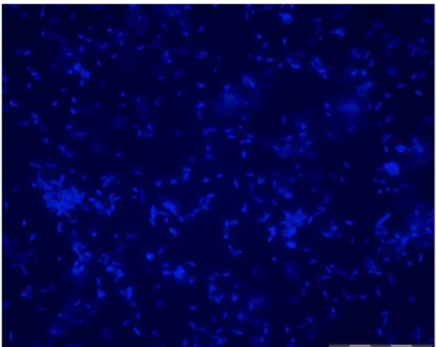 Figura  1  -  Micrografia  de  fluorescência  de  Escherichia coli corada com o fluorocromo DAPI