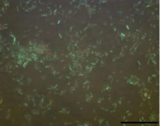 Figura  2  -  Micrografia  de  fluorescência  de  Escherichia  coli  corada  com  o  kit  Baclight  (Molecular  Probes)