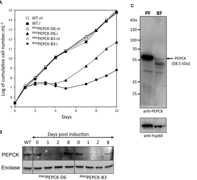 Fig 5. PEPCK is essential to bloodstream form T . brucei . (A) Growth curve of two different clones showing down-regulation of pepck by RNAi ( RNAi PEPCK-D6 and RNAi PEPCK-B3) and the parental 427 BSF strain (WT) incubated in the presence (.i) or in the ab
