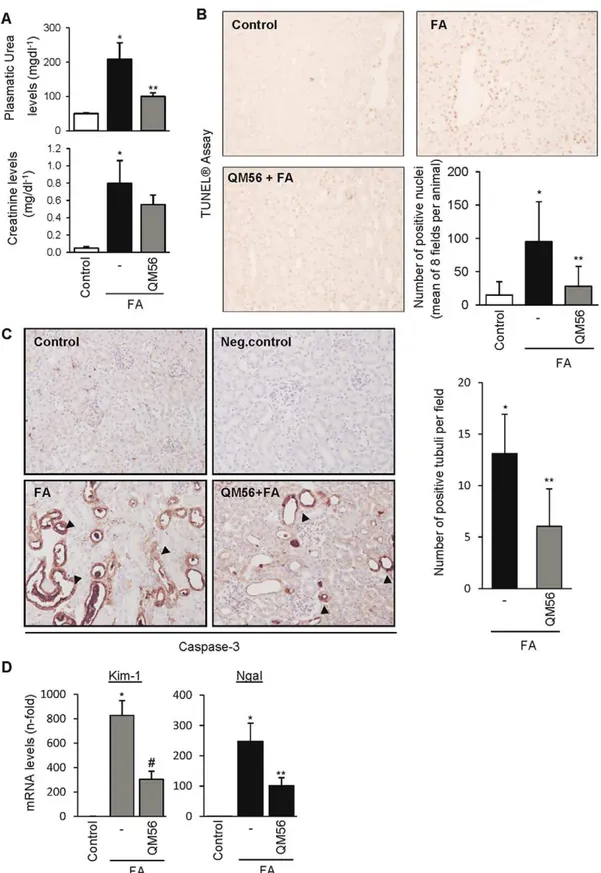 Figure 7. QM56 reduces the degree of renal disfunction and damage in acute kidney injury