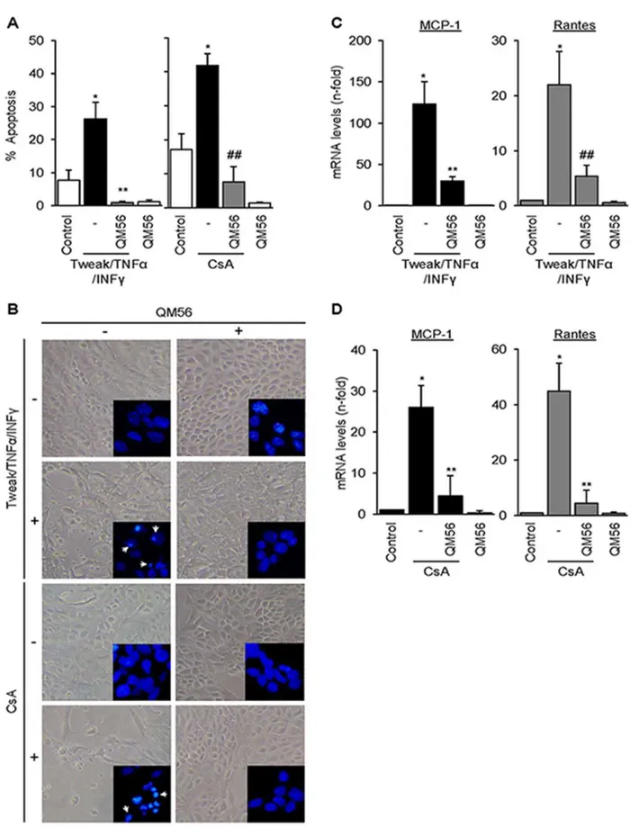 Figure 1. QM56 protects tubular cells from apoptosis and prevents the expression of CsA and cytokines-induced chemokines