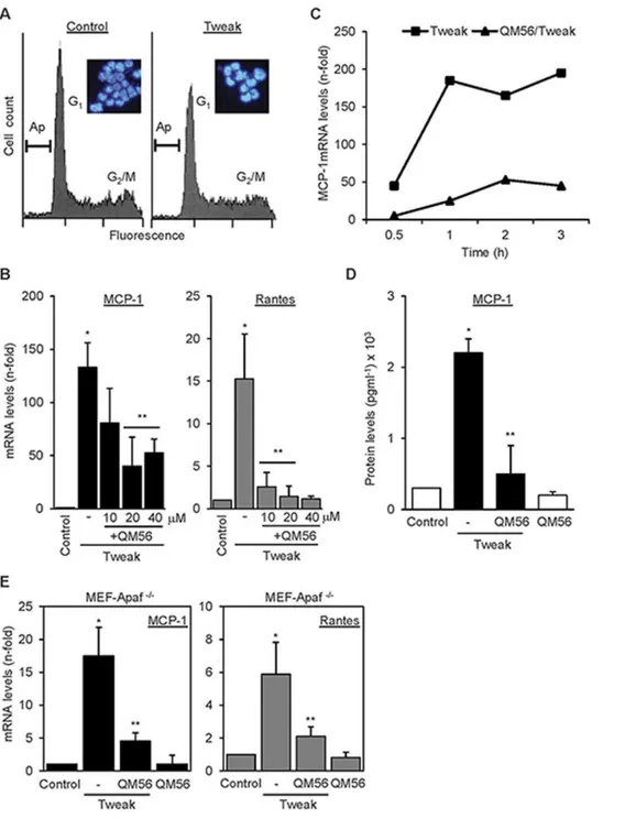 Figure 2. QM56 prevents the expression of inflammatory mediators induced by the non-lethal stimulus Tweak