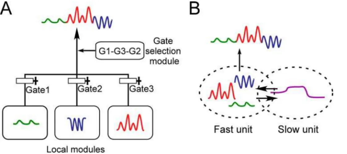 Figure 1. Schematic drawings of (A) local representation model and (B) multiple timescale model