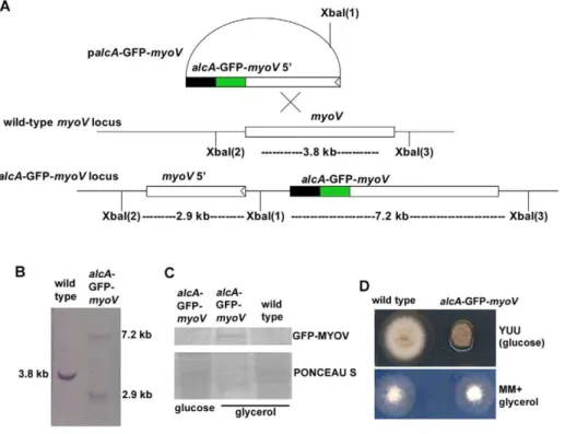 Figure 2. The localization of GFP-MYOV. (A) GFP-MYOV localizes to the hyphal tip. (B) GFP-MYOV localizes on two sides of the septum.