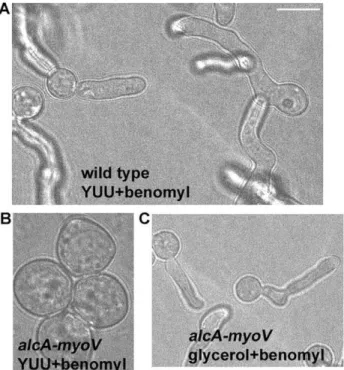 Figure 4. The alcA-myoV mutant loses polarity in the presence of benomyl when grown on repressive YUU medium