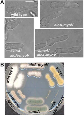 Figure 6. KINA is more critical than UNCA in the absence of MYOV. (A) Polarized growth occurs in both the D uncA/alcA-myoV and D kinA/alcA-myoV mutants
