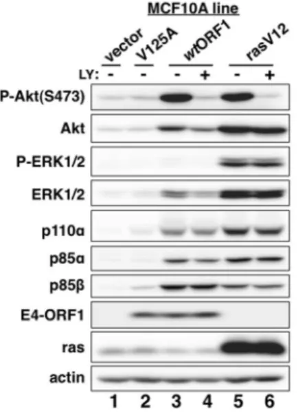 Figure 2. E4-ORF1 activates PI3K and upregulates PI3K protein levels in a PBM-dependent manner but does not activate the MAP kinases ERK1 and ERK2
