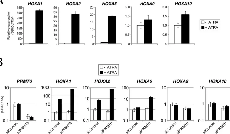 Fig 1. PRMT6 and subunits of PRC1/PRC2 co-occupy the HOXA gene cluster. (A) Schematic representation of the HOXA gene cluster consisting of 11 genes (HOXA1-13) and located on chromosome 7