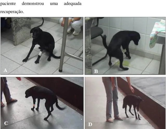 Figura 2. Sequência de imagens (A - D) evidenciando o retorno dos movimentos voluntários  do animal, após administração de metilsulfato de neostigmina