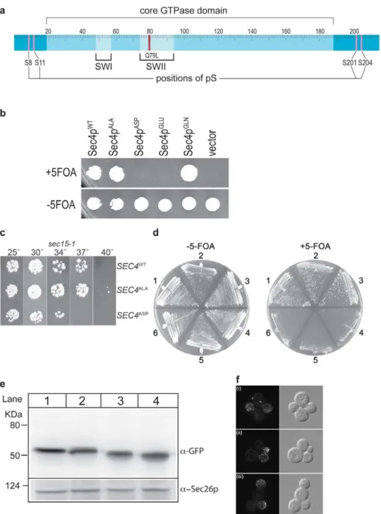 Figure 1. Mutation of Sec4p phosphorylation sites. a. Schematic of Sec4p. The positions of the nucleotide-dependent conformational switches (SWI, SWII) and the catalytic Q79 residue are shown relative to the positions of the phosphorylated serines (S8, S11