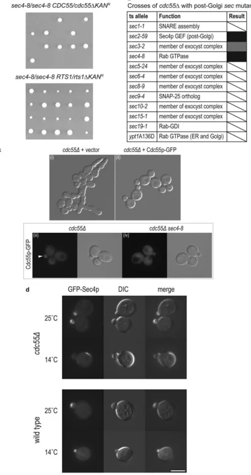 Figure 3. Invovement of PP2A in pathways of exocytosis. a. CDC55 and RTS1 genetic interactions with sec4-8 