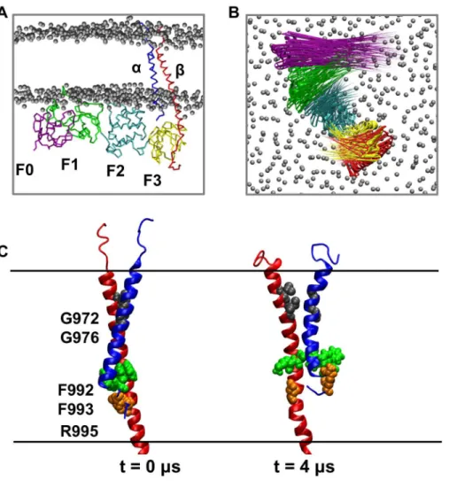 Figure 6. Coarse-grained simulations of a talin/integrin TM complex with a lipid bilayer (simulation ab-talh2-CG ; see Table 1)