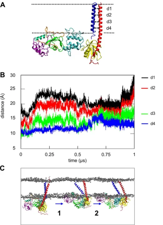 Figure 7. Atomistic simulation of a talin/integrin TM complex with a lipid bilayer (simulation ab-talh2o-AT ; see Table 1)
