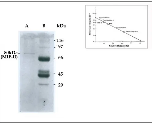 Figure 3. SDS-PAGE of MIF-II using 10% polyacrylamide gel. Markers used as standard were b-galactosidase (116 kDa), phosphorylase b (97 kDa), bovine serum albumin (66 kDa), ovalbumin (45 kDa) and carbonic anhydrase (29 kDa)