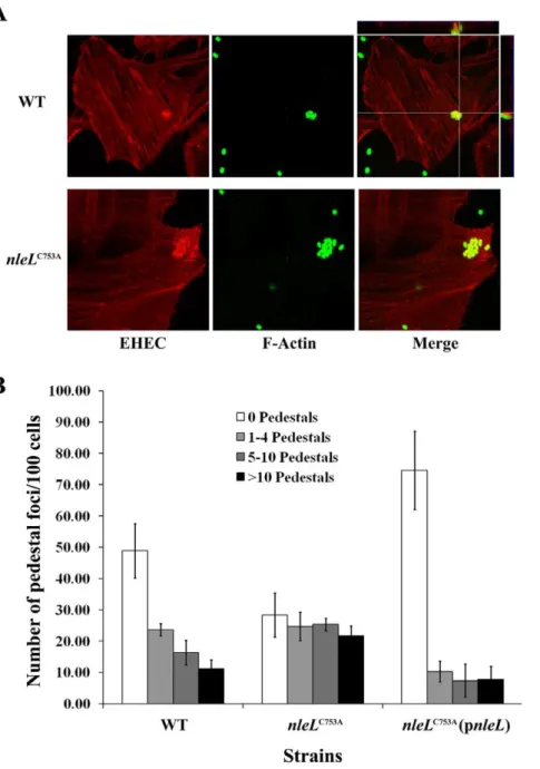 Figure 3. E3 ligase activity of NleL is involved in modulating EHEC pedestal formation