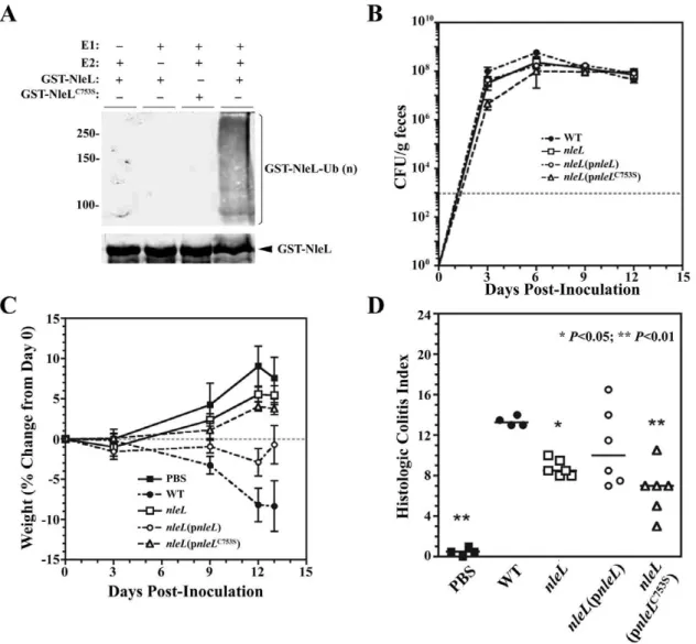 Figure 5. Contribution of nleL to C. rodentium virulence. (A) C. rodentium NleL is an E3 ubiquitin ligase