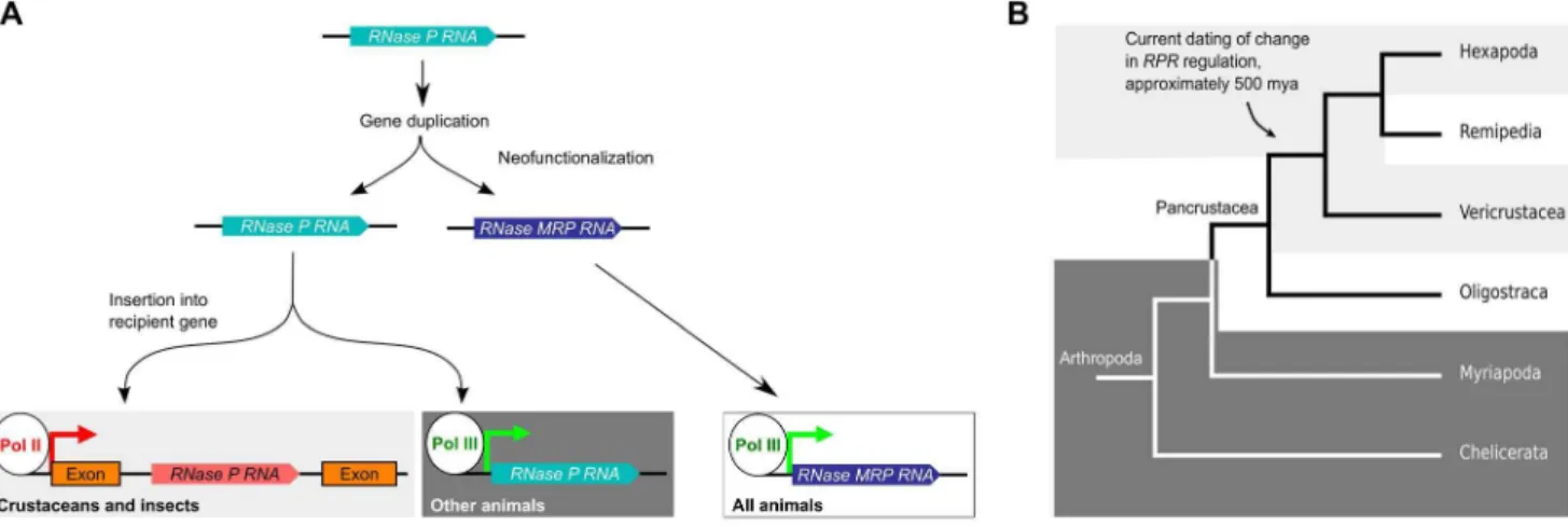 Fig. 6. Model for the evolutionary history of RPR . A. An ancestral RPR gene is thought to have undergone gene duplication and one of the daughter genes assumed the new functions of MRP RNA (neofunctionalization)