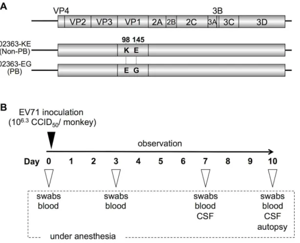 Fig 1. Experimental infection of cynomolgus monkeys with EV71 strains. (A) Scheme of cDNA-derived PSGL-1-binding (PB) and nonbinding (non-PB) strains of EV71 with two amino acid substitutions at VP1-98 and VP1-145