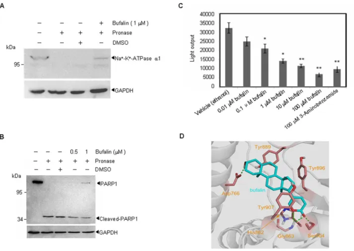 Figure 1. Bufalin interacts with PARP1 and inhibits PARP1 activity in vitro . (A–B) Whole cell lysates of U266 cells were incubated with bufalin followed by digestion with pronase according to ‘‘Materials and Methods’’