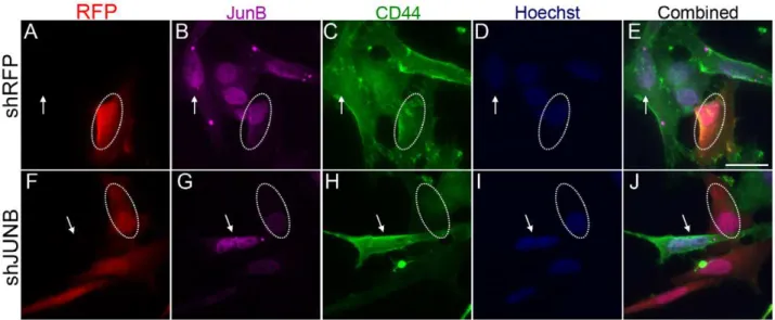 Figure 8. NF k B-p50 knockdown decreases CD44 expression. Sum159 cells were transfected with control and NFkB-p50 shRNA constructs and then stained for p50 and CD44 expression