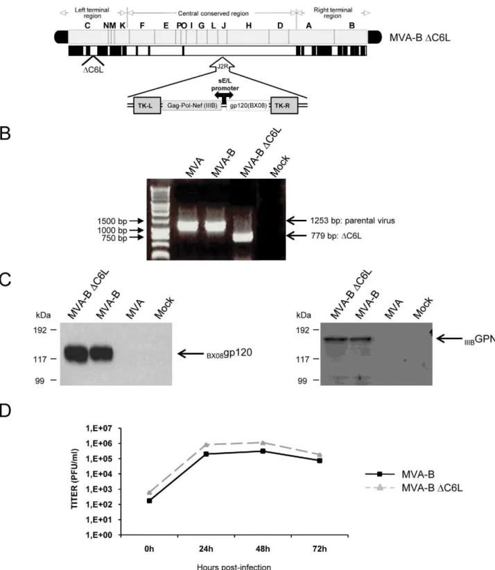 Figure 1. In vitro characterization of MVA-B DC6L deletion mutant. (A) Scheme of MVA-B DC6L genome map, adapted from [72] and [73]